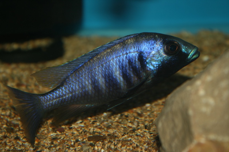 Placidochromis electra 'Chiofu Bay'